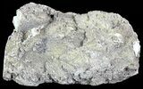 Unique, Agatized Fossil Coral Geode - Florida #72301-2